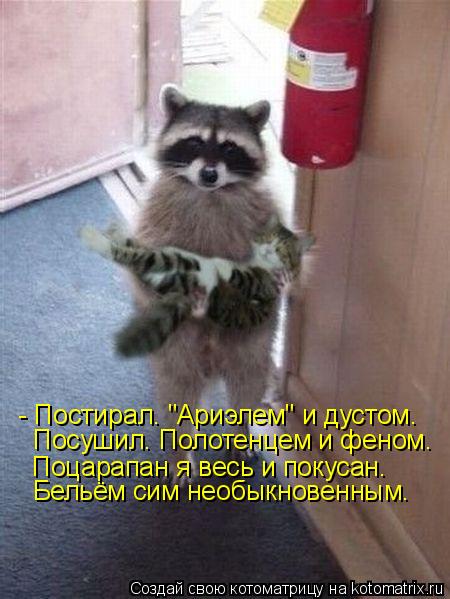 Котоматрица: - Постирал. "Ариэлем" и дустом.  Посушил. Полотенцем и феном.  Поцарапан я весь и покусан. Бельём сим необыкновенным.