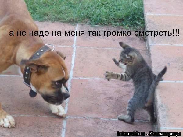 Котоматрица: а не надо на меня так громко смотреть!!!