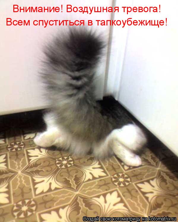 Всем спуститься в тапкоубежище! Внимание! Воздушная тревога!... Котоматрица: Всем спуститься в тапкоубежище! Внимание! Воздушная тревога!