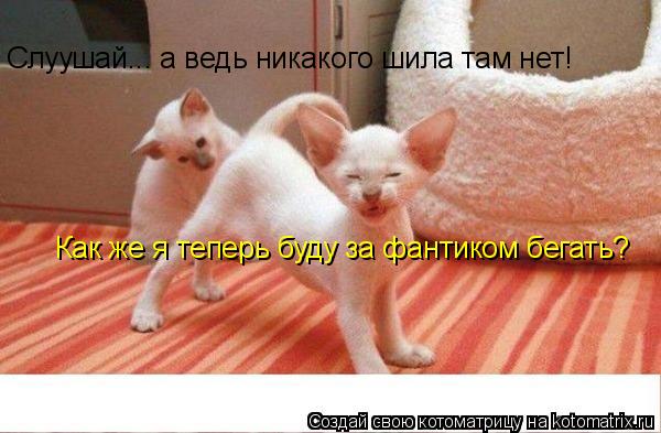 Котоматрица: Слуушай... а ведь никакого шила там нет! Как же я теперь буду за фантиком бегать?