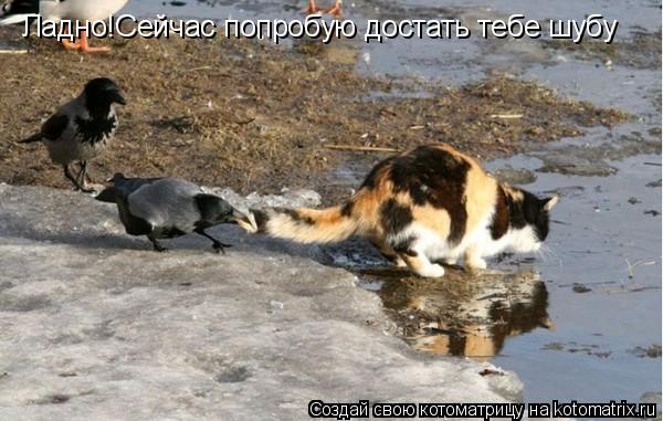 Ладно!Сейчас попробую достать тебе шубу... Котоматрица: Ладно!Сейчас попробую достать тебе шубу
