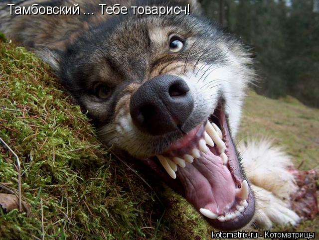 Тамбовский ... Тебе товарисч!... Котоматрица: Тамбовский ... Тебе товарисч!