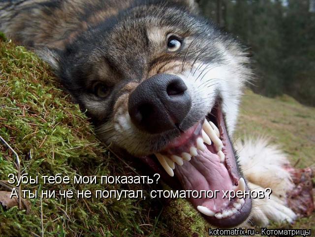 Зубы тебе мои показать? А ты ни чё не попутал, стоматолог хренов?... Котоматрица: Зубы тебе мои показать? А ты ни чё не попутал, стоматолог хренов?
