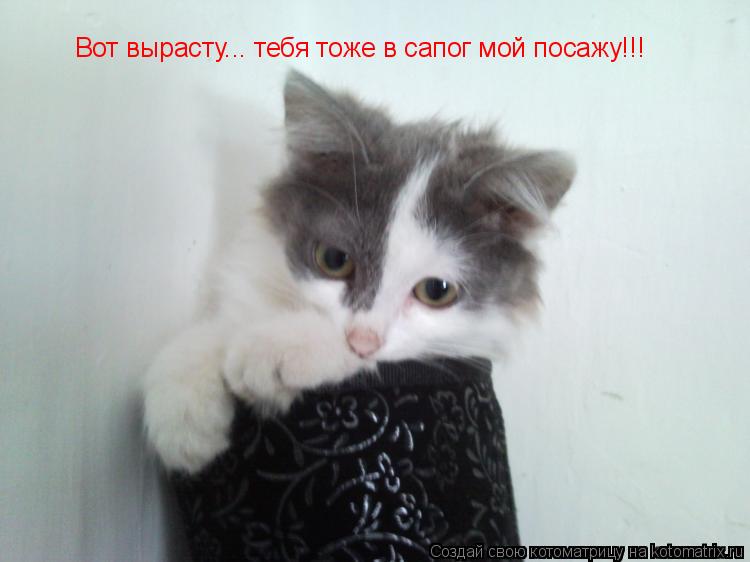 Вот вырасту... тебя тоже в сапог мой посажу!!!... Котоматрица: Вот вырасту... тебя тоже в сапог мой посажу!!!
