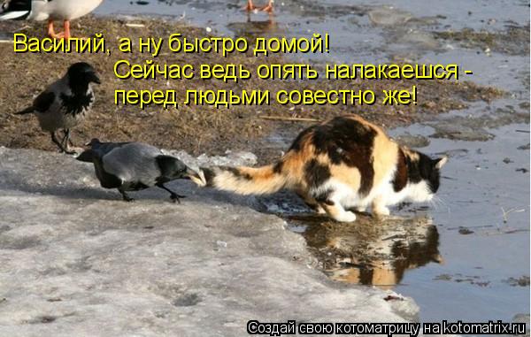 Василий, а ну быстро домой! Сейчас ведь опять налакаешся - перед людьми совестно же!... Котоматрица: Василий, а ну быстро домой! Сейчас ведь опять налакаешся - перед людьми совестно же!