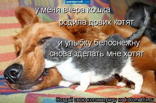 у меня вчера кошка родила дових котят и улыбку белоснежну снова зделать мне хотят... Котоматрица: у меня вчера кошка родила дових котят и улыбку белоснежну снова зделать мне хотят