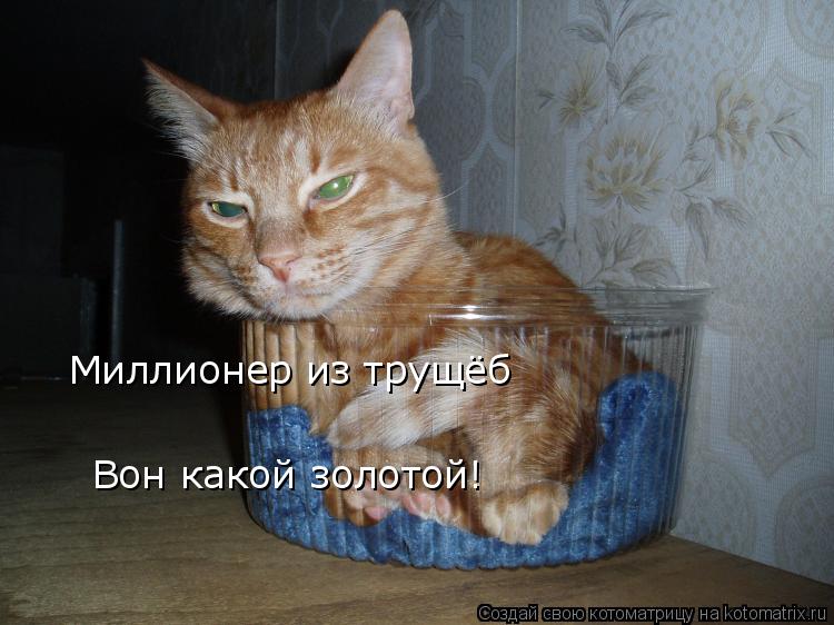 Миллионер из трущёб Вон какой золотой!... Котоматрица: Миллионер из трущёб Вон какой золотой!