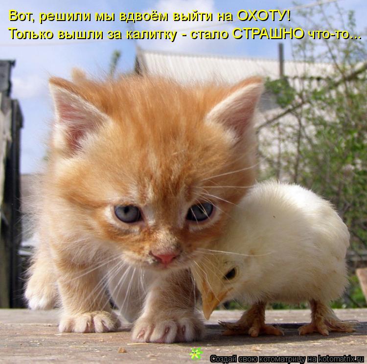 Котоматрица: Только вышли за калитку - стало СТРАШНО что-то... Вот, решили мы вдвоём выйти на ОХОТУ!