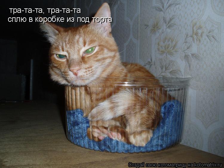 тра-та-та, тра-та-та сплю в коробке из под торта... Котоматрица: тра-та-та, тра-та-та сплю в коробке из под торта