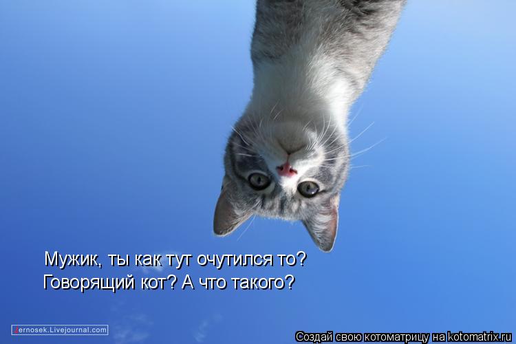 Мужик, ты как тут очутился то? Говорящий кот? А что такого?... Котоматрица: Мужик, ты как тут очутился то? Говорящий кот? А что такого?