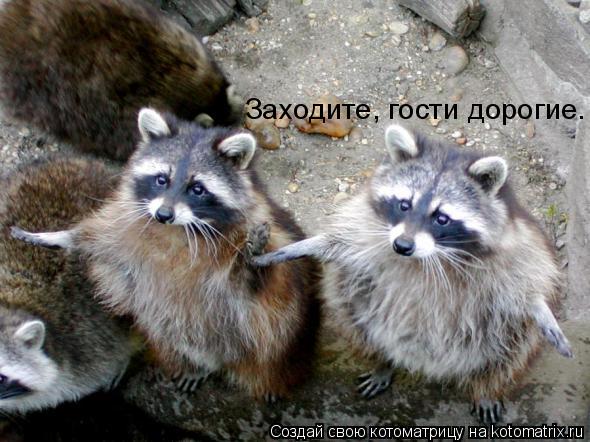 Заходите, гости дорогие.... Котоматрица: Заходите, гости дорогие.