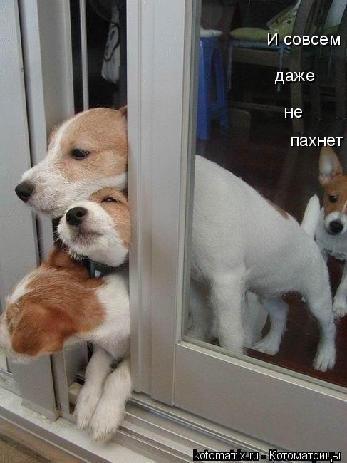 И совсем даже не пахнет... Котоматрица: И совсем даже не пахнет
