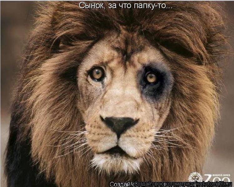 Котоматрица: Сынок, за что папку-то...