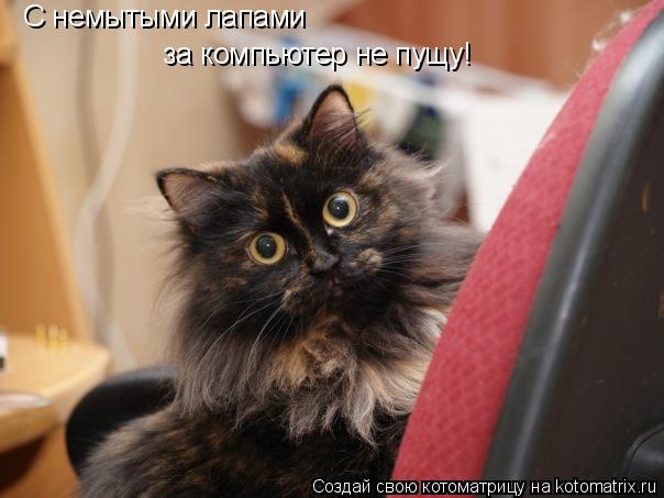 Котоматрица: за компьютер не пущу! С немытыми лапами