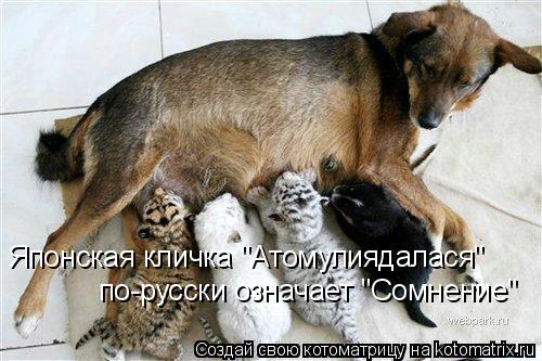 Котоматрица: Японская кличка "Атомулиядалася" по-русски означает "Сомнение"
