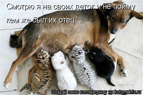 Котоматрица: Смотрю я на своих деток и не пойму кем же был их отец ...