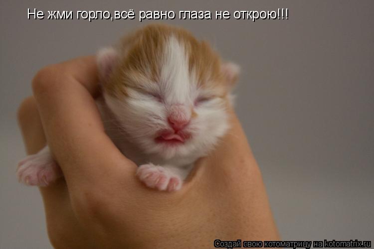 Не жми горло,всё равно глаза не открою!!!... Котоматрица: Не жми горло,всё равно глаза не открою!!!