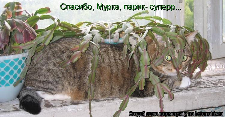 Спасибо, Мурка, парик- суперр...... Котоматрица: Спасибо, Мурка, парик- суперр...