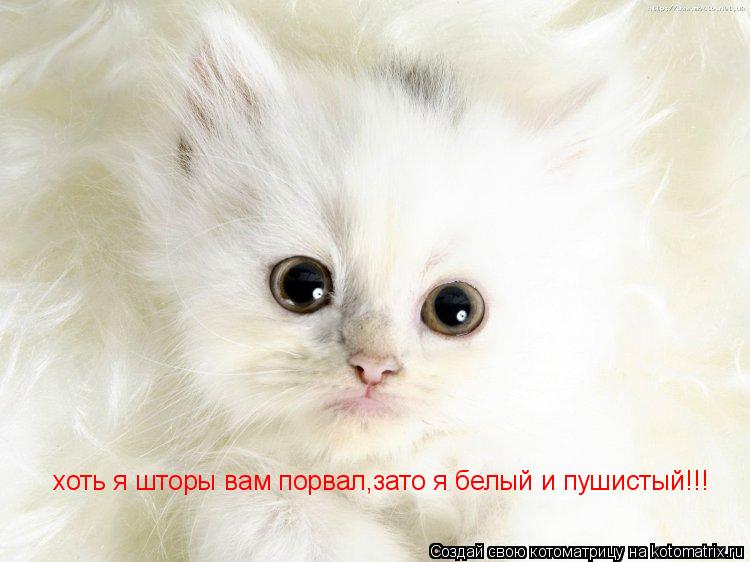 хоть я шторы вам порвал,зато я белый и пушистый!!!... Котоматрица: хоть я шторы вам порвал,зато я белый и пушистый!!!