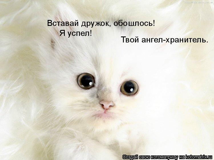 Вставай дружок, обошлось! Я успел! Твой ангел-хранитель.... Котоматрица: Вставай дружок, обошлось! Я успел! Твой ангел-хранитель.