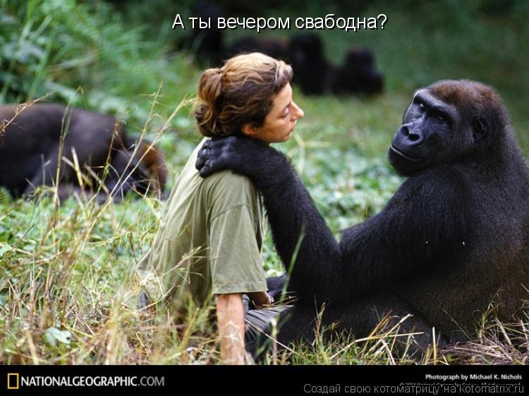 А ты вечером свабодна?... Котоматрица: А ты вечером свабодна?