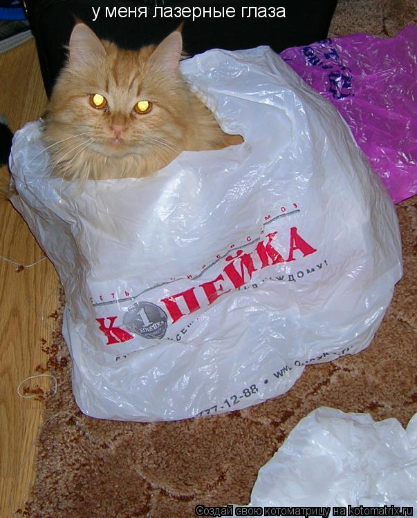 у меня лазерные глаза... Котоматрица: у меня лазерные глаза