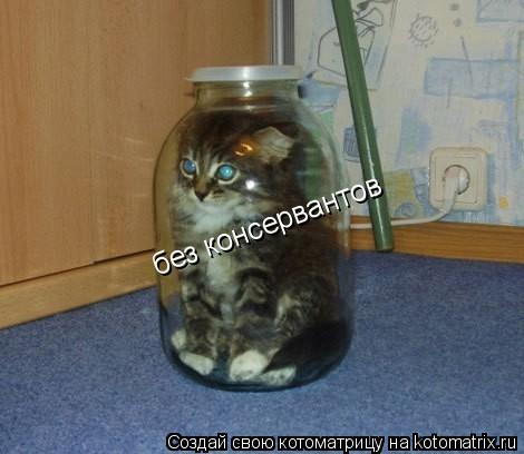 без консервантов... Котоматрица: без консервантов