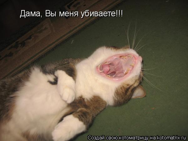 Дама, Вы меня убиваете!!!... Котоматрица: Дама, Вы меня убиваете!!!