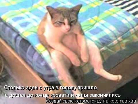 Столько идей с утра в голову пришло, а дошел до конца кровати и силы закончились... Котоматрица: Столько идей с утра в голову пришло, а дошел до конца кровати и силы закончились