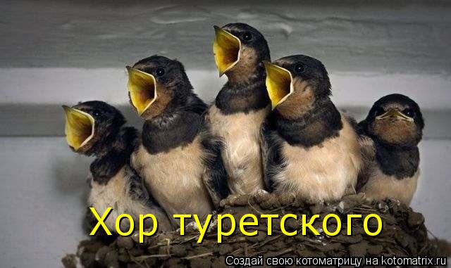Хор туретского... Котоматрица: Хор туретского