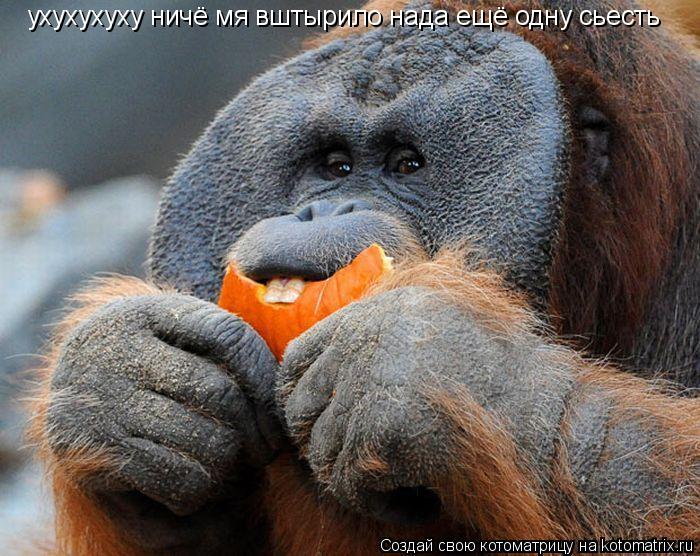 ухухухуху ничё мя вштырило нада ещё одну сьесть... Котоматрица: ухухухуху ничё мя вштырило нада ещё одну сьесть