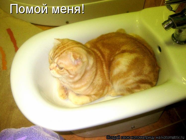 Помой меня!... Котоматрица: Помой меня!