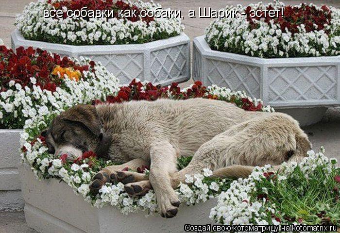 все собавки как собаки, а Шарик - эстет!... Котоматрица: все собавки как собаки, а Шарик - эстет!