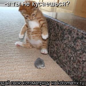 -а ты не кусаешься?... Котоматрица: -а ты не кусаешься?