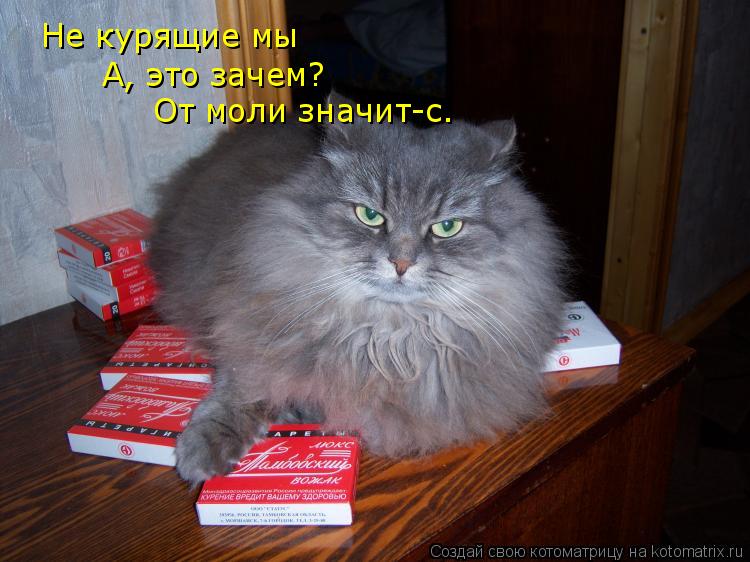 Не курящие мы А, это зачем? От моли значит-с.... Котоматрица: Не курящие мы А, это зачем? От моли значит-с.