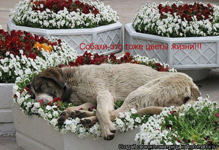 Собаки-это тоже цветы жизни!!!... Котоматрица: Собаки-это тоже цветы жизни!!!