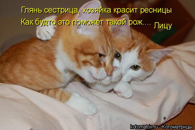 Глянь сестрица, хозяйка красит ресницы Как будто это поможет такой рож.... Лицу... Котоматрица: Глянь сестрица, хозяйка красит ресницы Как будто это поможет такой рож.... Лицу