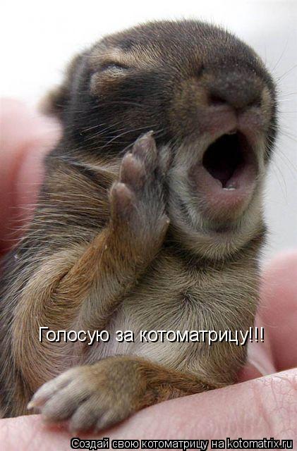 Голосую за котоматрицу!!!... Котоматрица: Голосую за котоматрицу!!!