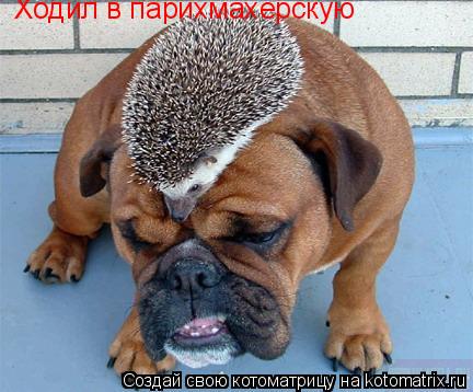 Ходил в парихмахерскую... Котоматрица: Ходил в парихмахерскую