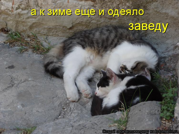 а к зиме еще и одеяло заведу... Котоматрица: а к зиме еще и одеяло заведу