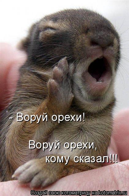 - Воруй орехи! Воруй орехи, кому сказал!!!... Котоматрица: - Воруй орехи! Воруй орехи, кому сказал!!!