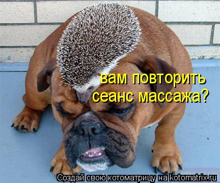 вам повторить сеанс массажа?... Котоматрица: вам повторить сеанс массажа?