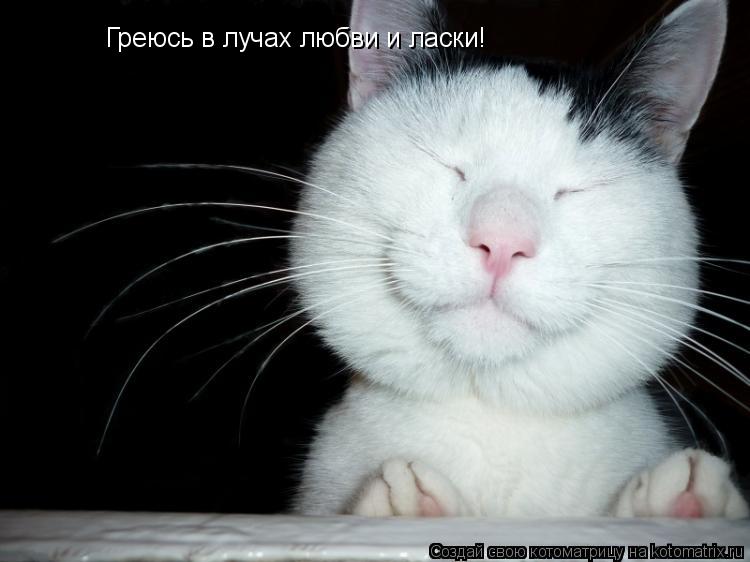 Греюсь в лучах любви и ласки!... Котоматрица: Греюсь в лучах любви и ласки!