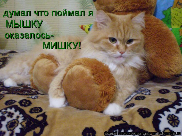 думал что поймал я МЫШКУ оказалось- МИШКУ!... Котоматрица: думал что поймал я МЫШКУ оказалось- МИШКУ!