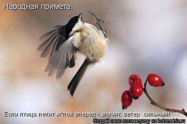 Народная примета: Если птица летит ж*пой вперед - значит, ветер сильный!... Котоматрица: Народная примета: Если птица летит ж*пой вперед - значит, ветер сильный!