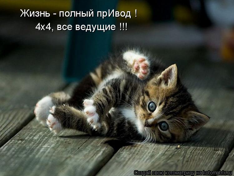4х4, все ведущие !!! Жизнь - полный прИвод !... Котоматрица: 4х4, все ведущие !!! Жизнь - полный прИвод !