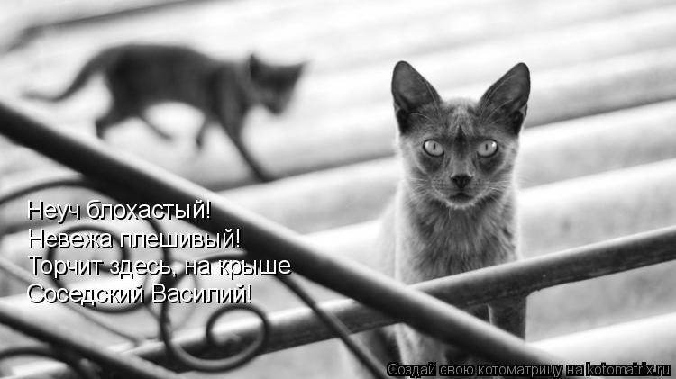 Неуч блохастый! Невежа плешивый! Торчит здесь, на крыше Соседский Василий!... Котоматрица: Неуч блохастый! Невежа плешивый! Торчит здесь, на крыше Соседский Василий!