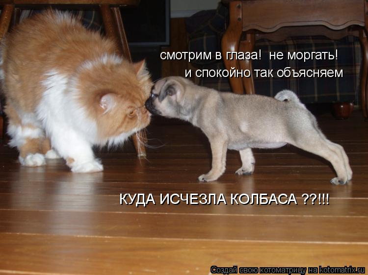 смотрим в глаза! не моргать! и спокойно так объясняем КУДА ИСЧЕЗЛА КОЛБАСА ??!!!... Котоматрица: смотрим в глаза! не моргать! и спокойно так объясняем КУДА ИСЧЕЗЛА КОЛБАСА ??!!!