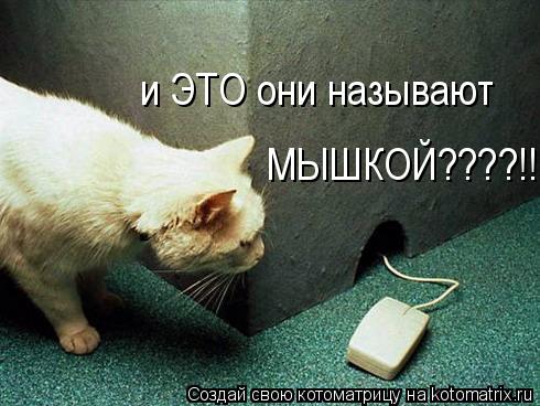 и ЭТО они называют МЫШКОЙ????!!!!... Котоматрица: и ЭТО они называют МЫШКОЙ????!!!!