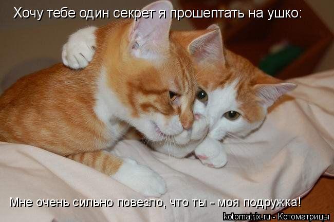 Хочу тебе один секрет я прошептать на ушко: Мне очень сильно повезло, что ты - моя подружка!... Котоматрица: Хочу тебе один секрет я прошептать на ушко: Мне очень сильно повезло, что ты - моя подружка!